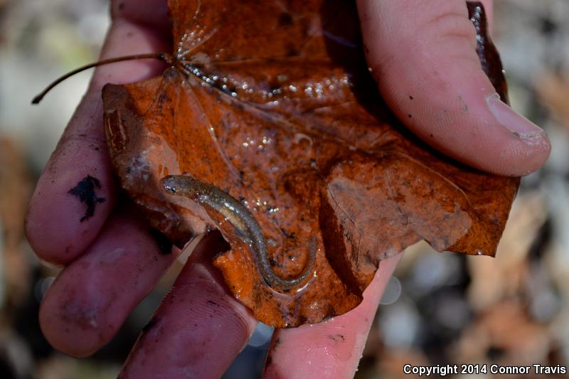 Texas Salamander (Eurycea neotenes)