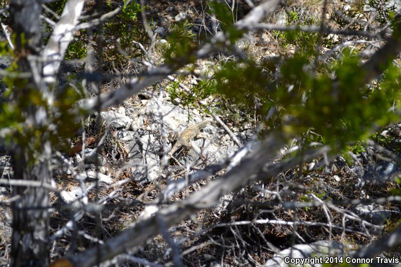 Texas Earless Lizard (Cophosaurus texanus texanus)