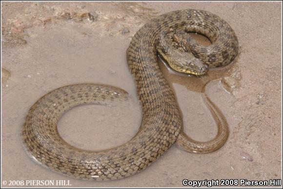 Narrow-headed Gartersnake (Thamnophis rufipunctatus)