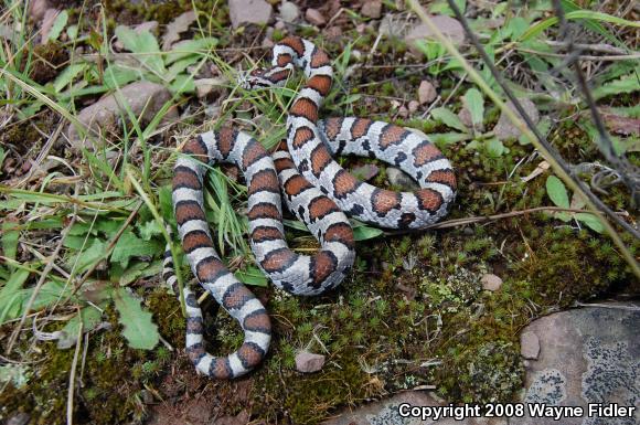 Eastern Milksnake (Lampropeltis triangulum triangulum)