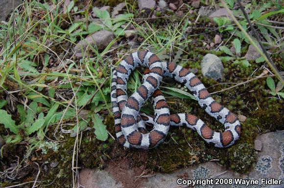 Eastern Milksnake (Lampropeltis triangulum triangulum)