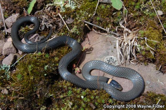 Northern Ring-necked Snake (Diadophis punctatus edwardsii)