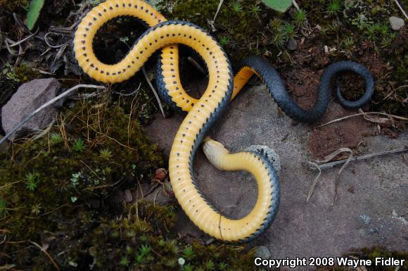 Northern Ring-necked Snake (Diadophis punctatus edwardsii)