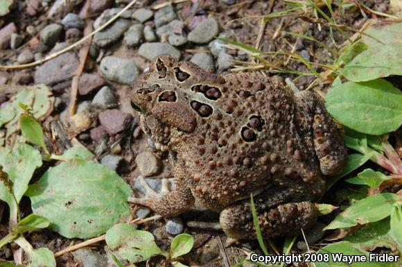 Eastern American Toad (Anaxyrus americanus americanus)