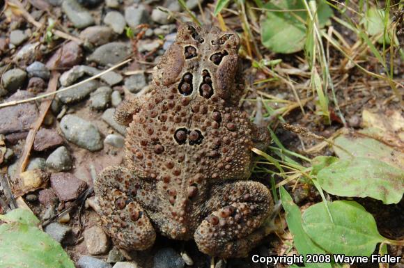 Eastern American Toad (Anaxyrus americanus americanus)