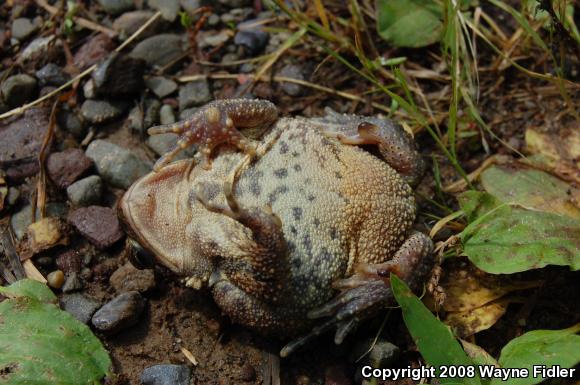 Eastern American Toad (Anaxyrus americanus americanus)