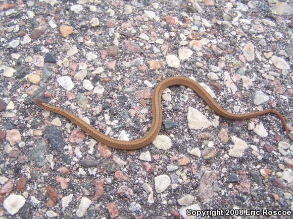 Northern Red-bellied Snake (Storeria occipitomaculata occipitomaculata)