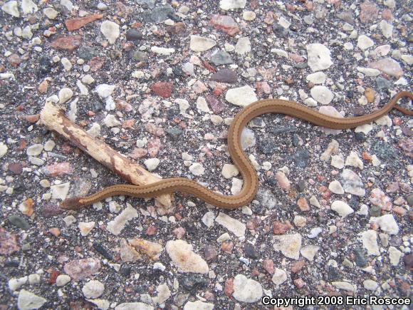 Northern Red-bellied Snake (Storeria occipitomaculata occipitomaculata)