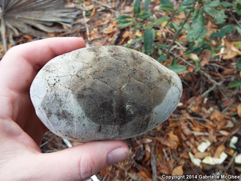 Florida Mud Turtle (Kinosternon subrubrum steindachneri)