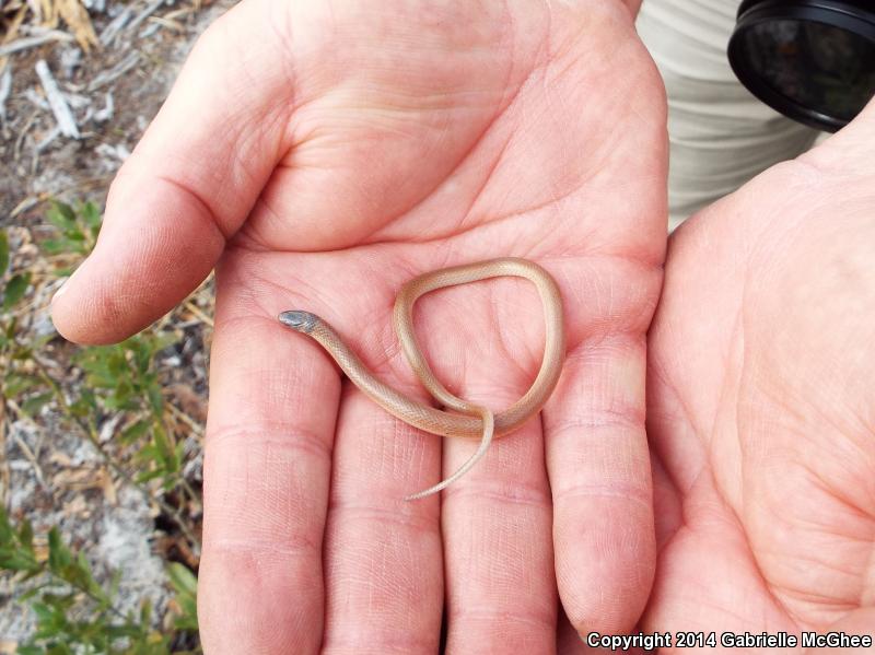 Peninsula Crowned Snake (Tantilla relicta relicta)