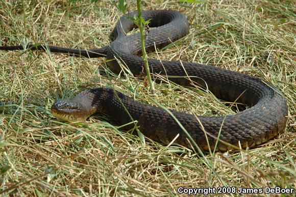 Northern Watersnake (Nerodia sipedon)