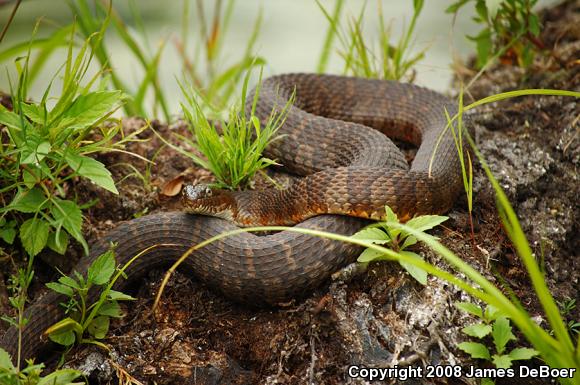 Northern Watersnake (Nerodia sipedon)