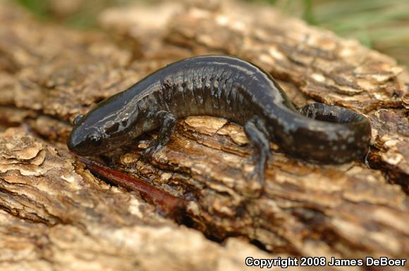 Blue-spotted Salamander (Ambystoma laterale)