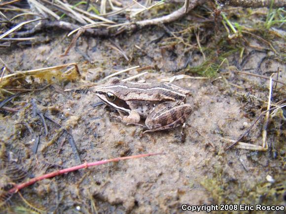 Wood Frog (Lithobates sylvaticus)