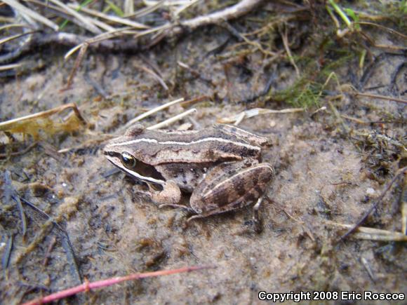 Wood Frog (Lithobates sylvaticus)