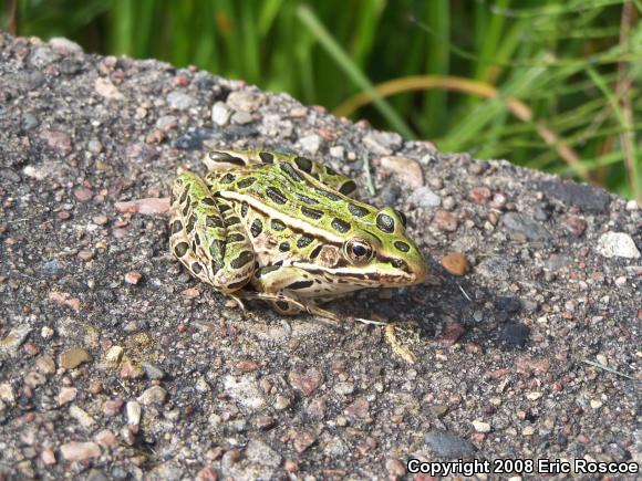 Northern Leopard Frog (Lithobates pipiens)