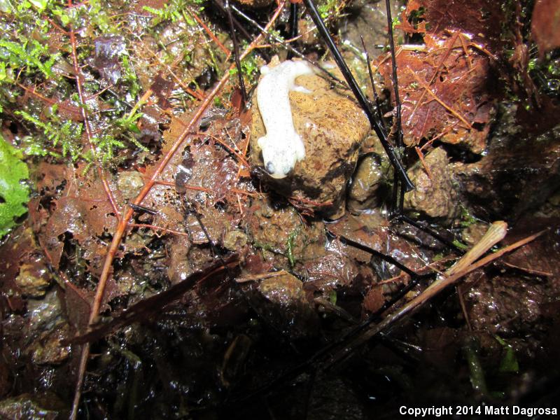 Cascade Torrent Salamander (Rhyacotriton cascadae)