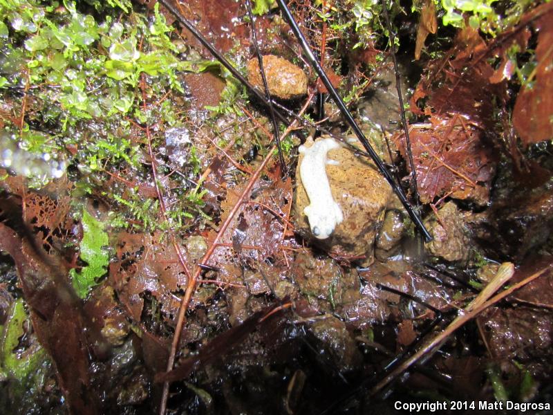 Cascade Torrent Salamander (Rhyacotriton cascadae)