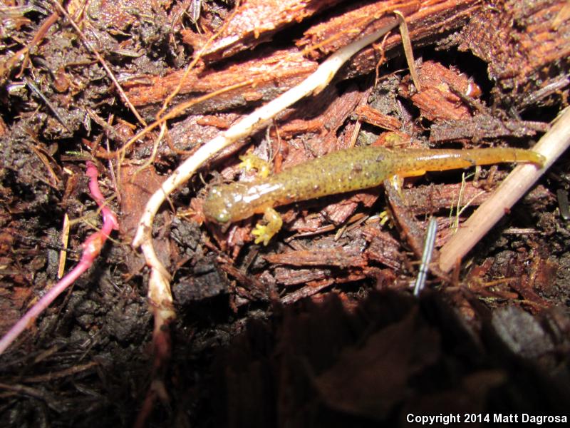 Cascade Torrent Salamander (Rhyacotriton cascadae)