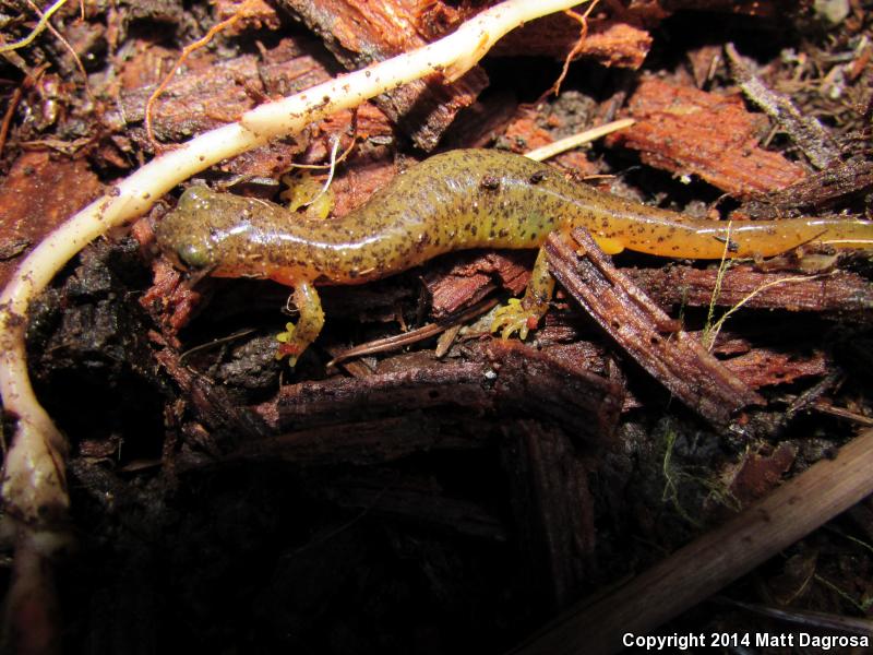 Cascade Torrent Salamander (Rhyacotriton cascadae)