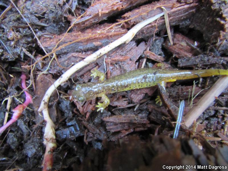 Cascade Torrent Salamander (Rhyacotriton cascadae)