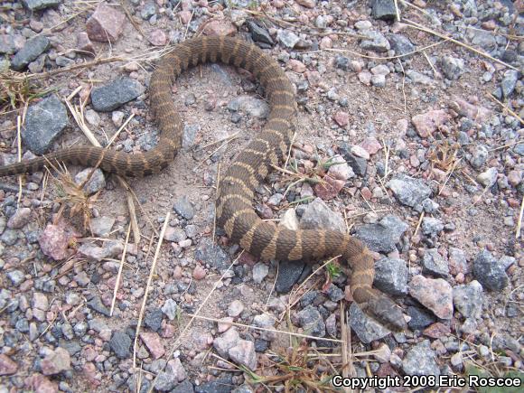 Northern Watersnake (Nerodia sipedon sipedon)