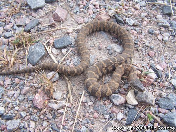 Northern Watersnake (Nerodia sipedon sipedon)