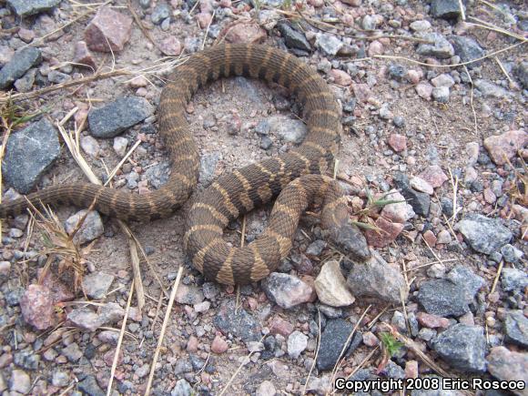 Northern Watersnake (Nerodia sipedon sipedon)