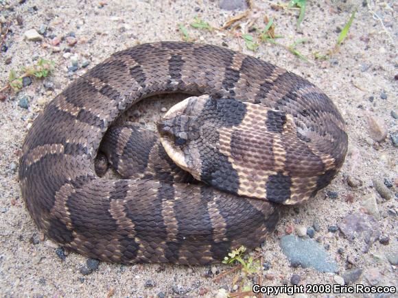 Eastern Hog-nosed Snake (Heterodon platirhinos)