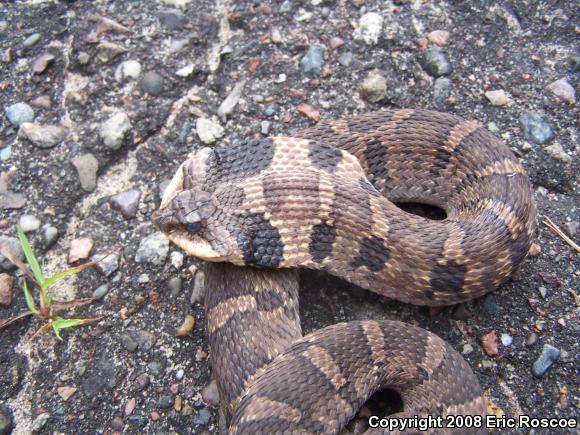 Eastern Hog-nosed Snake (Heterodon platirhinos)