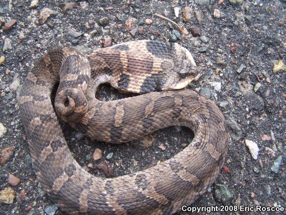 Eastern Hog-nosed Snake (Heterodon platirhinos)