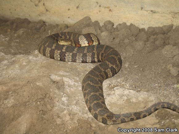 Northern Watersnake (Nerodia sipedon sipedon)