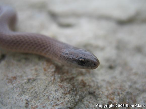 Smooth Earthsnake (Virginia valeriae)