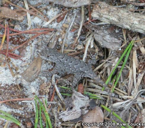 Eastern Fence Lizard (Sceloporus undulatus)