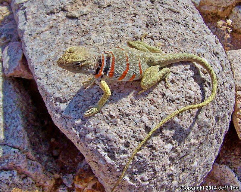 Sonoran Collared Lizard (Crotaphytus nebrius)