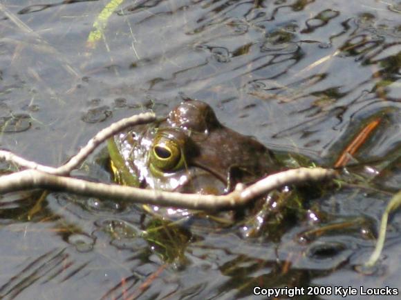 American Bullfrog (Lithobates catesbeianus)