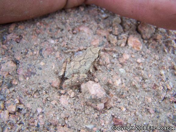 Spring Peeper (Pseudacris crucifer)