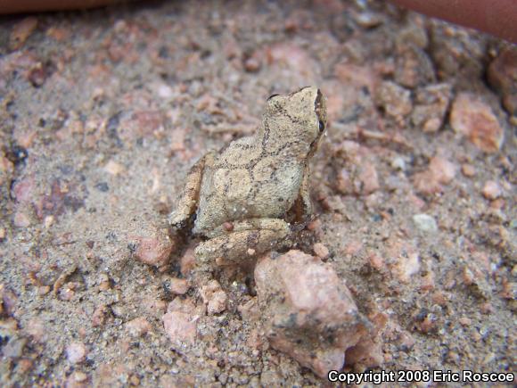 Spring Peeper (Pseudacris crucifer)