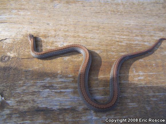 Northern Red-bellied Snake (Storeria occipitomaculata occipitomaculata)