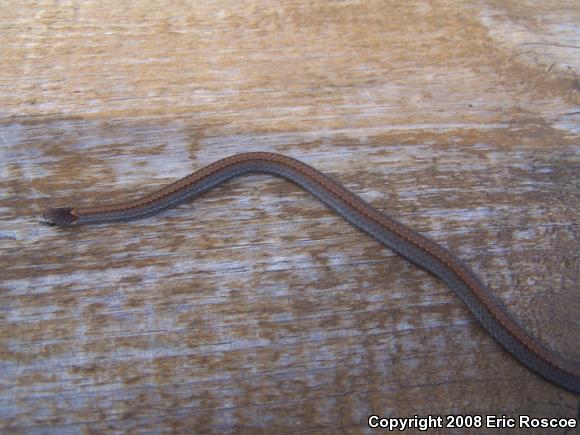 Northern Red-bellied Snake (Storeria occipitomaculata occipitomaculata)