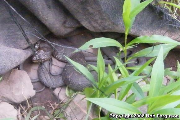 Northern Watersnake (Nerodia sipedon sipedon)