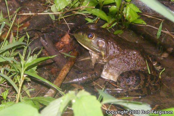 American Bullfrog (Lithobates catesbeianus)