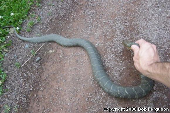 Northern Watersnake (Nerodia sipedon sipedon)