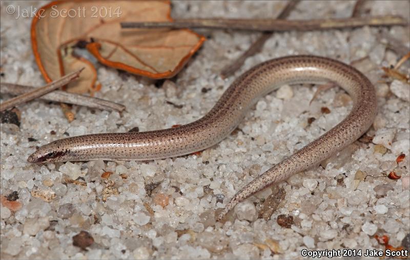 Sand Skink (Plestiodon reynoldsi)