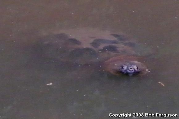 Eastern Snapping Turtle (Chelydra serpentina serpentina)