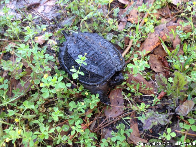 Florida Snapping Turtle (Chelydra serpentina osceola)