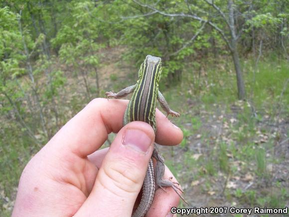 Prairie Racerunner (Aspidoscelis sexlineata viridis)