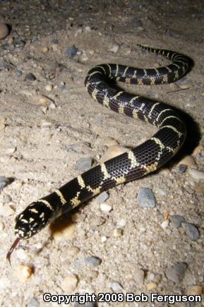 Eastern Kingsnake (Lampropeltis getula getula)