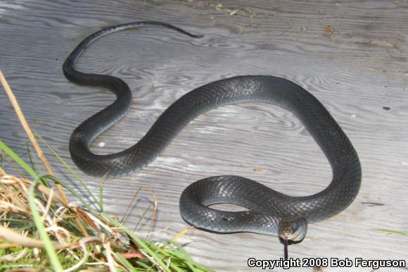 Northern  Black Racer (Coluber constrictor constrictor)