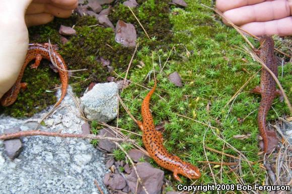 Northern Red Salamander (Pseudotriton ruber ruber)